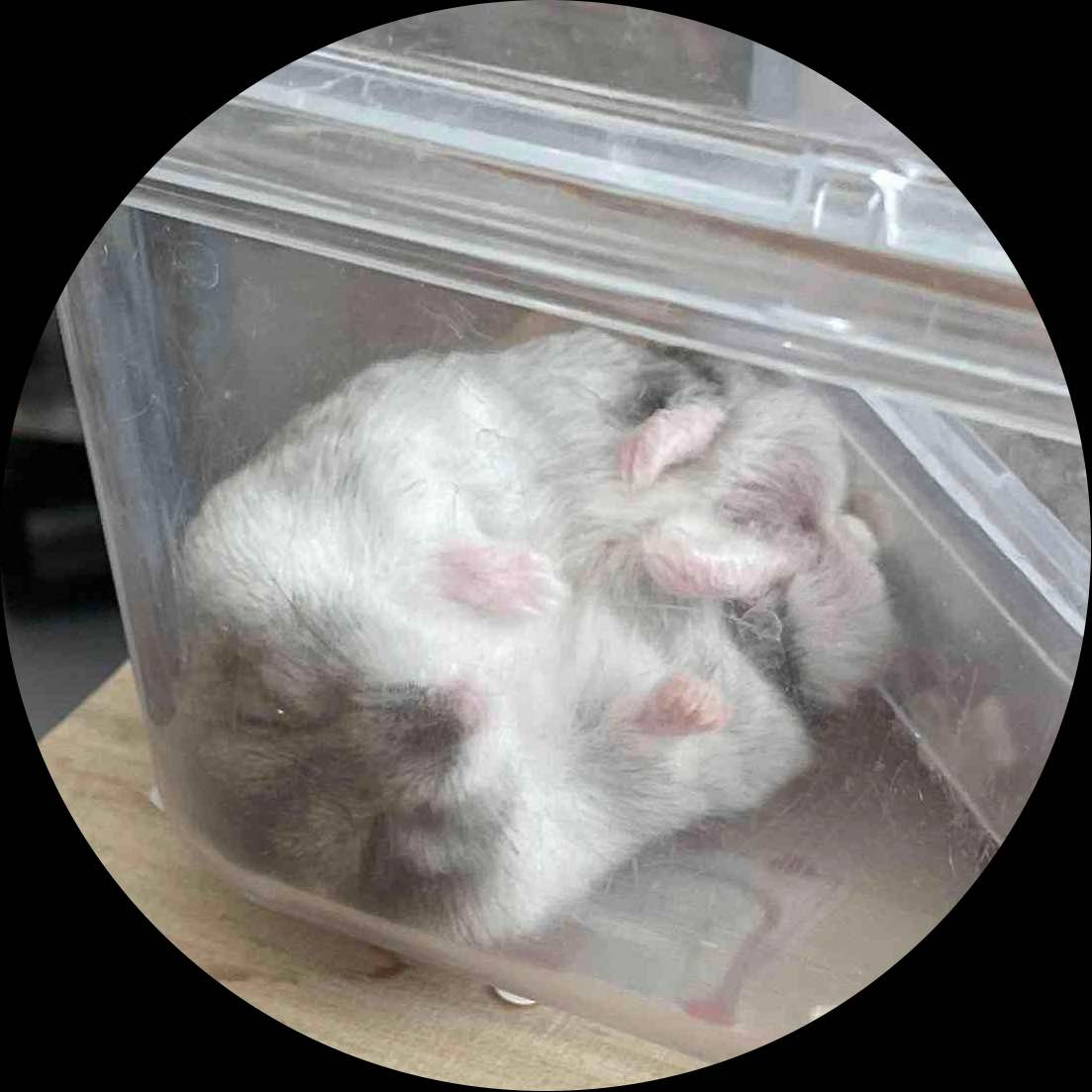 ちぃ*