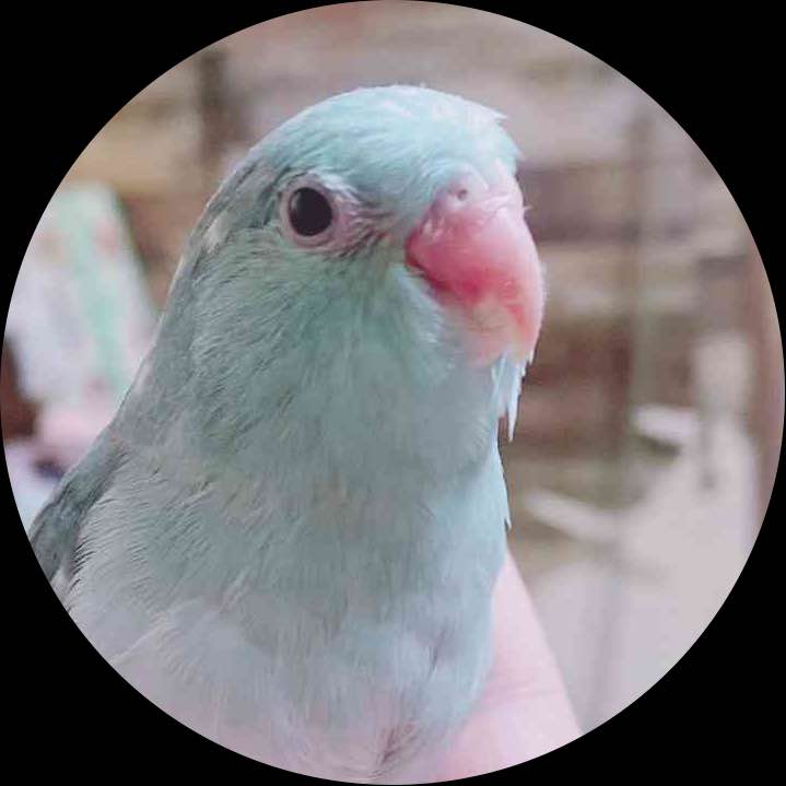 しら**