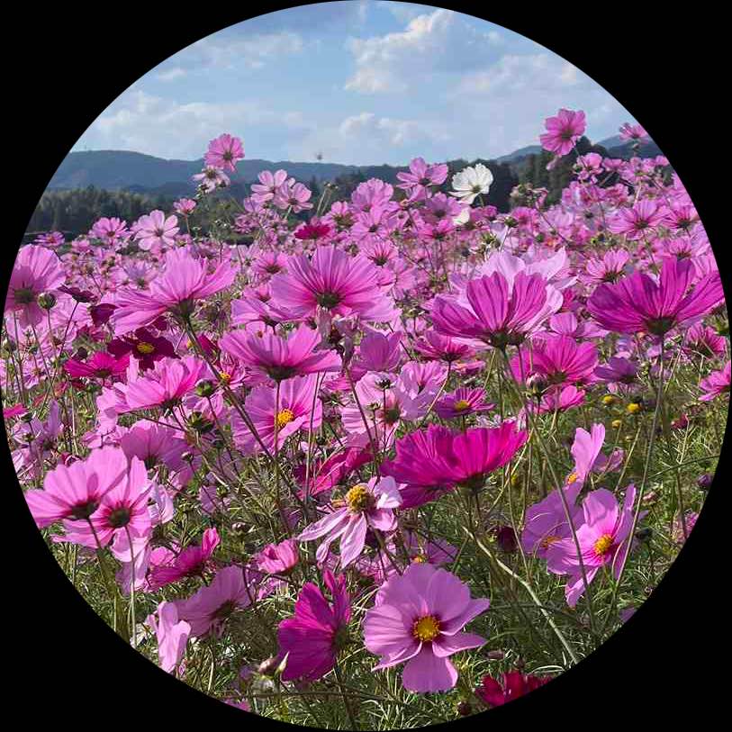 iPhone12 Pro Maxは対応してますか?