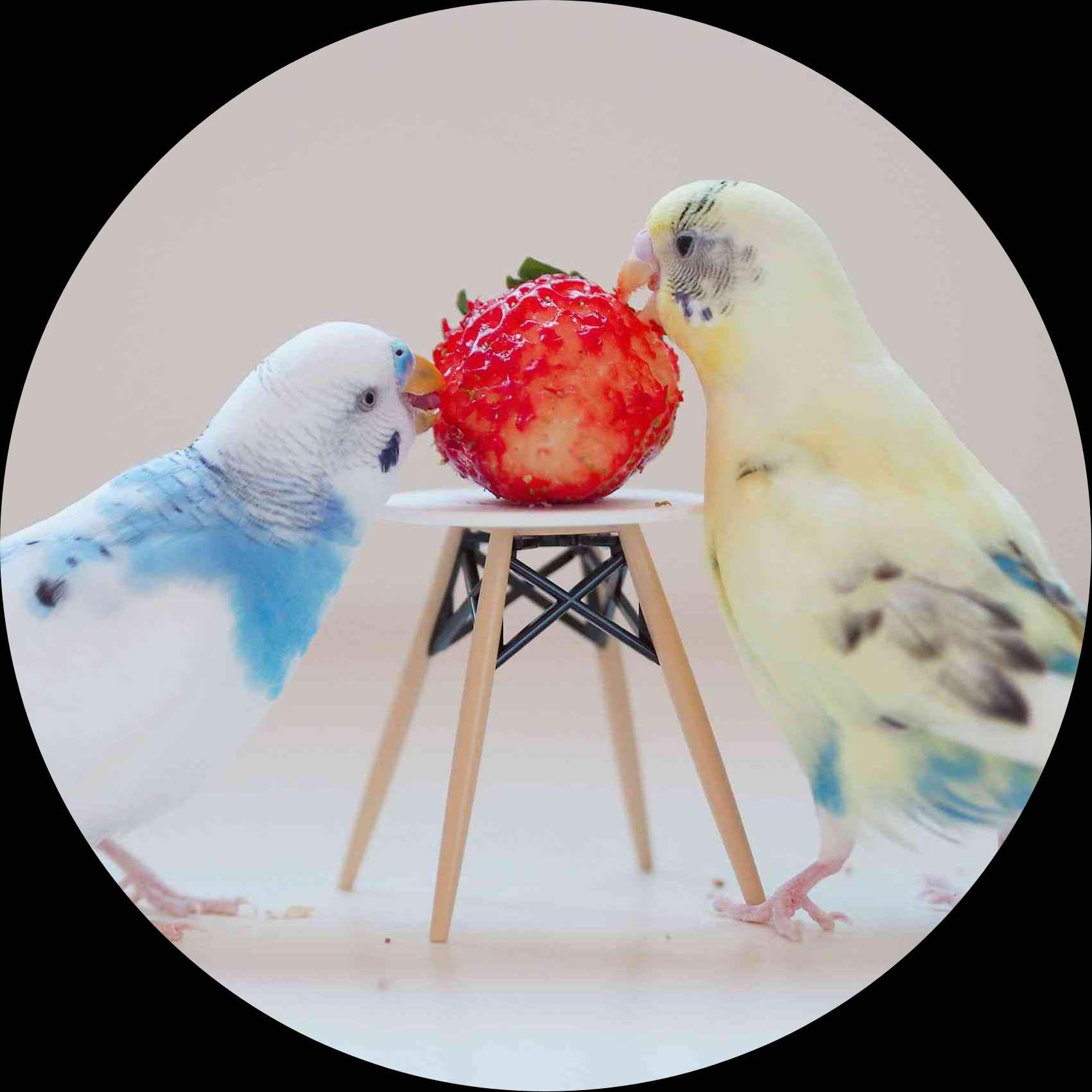 両面印刷はできないのでしょうか?