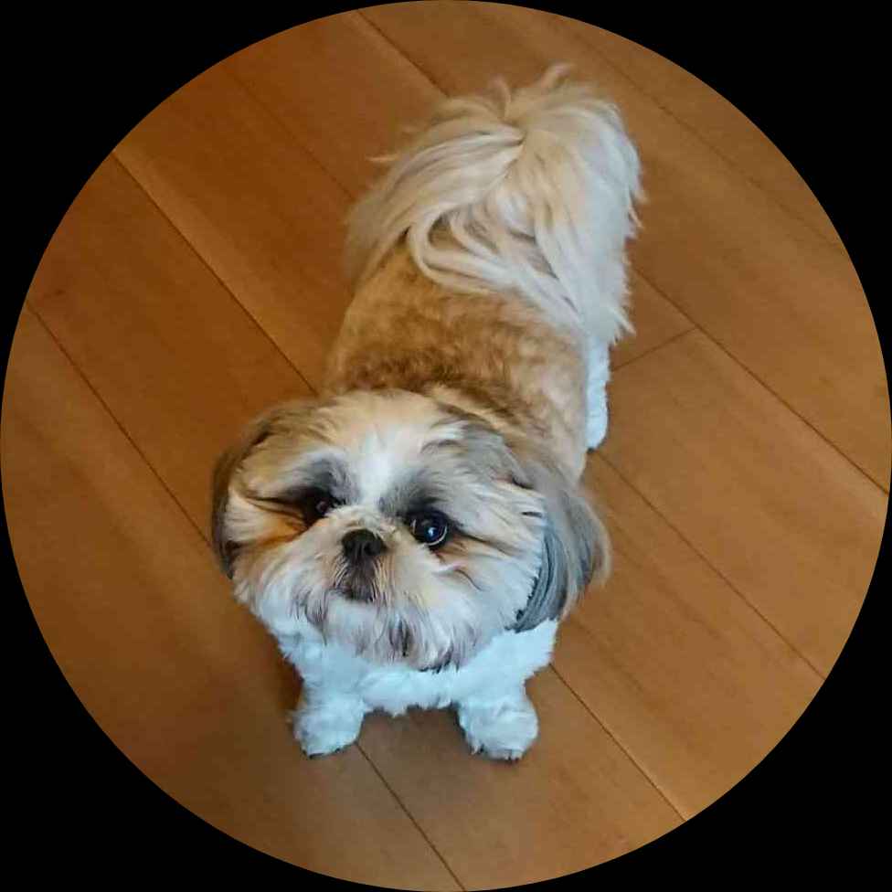 🐶*********