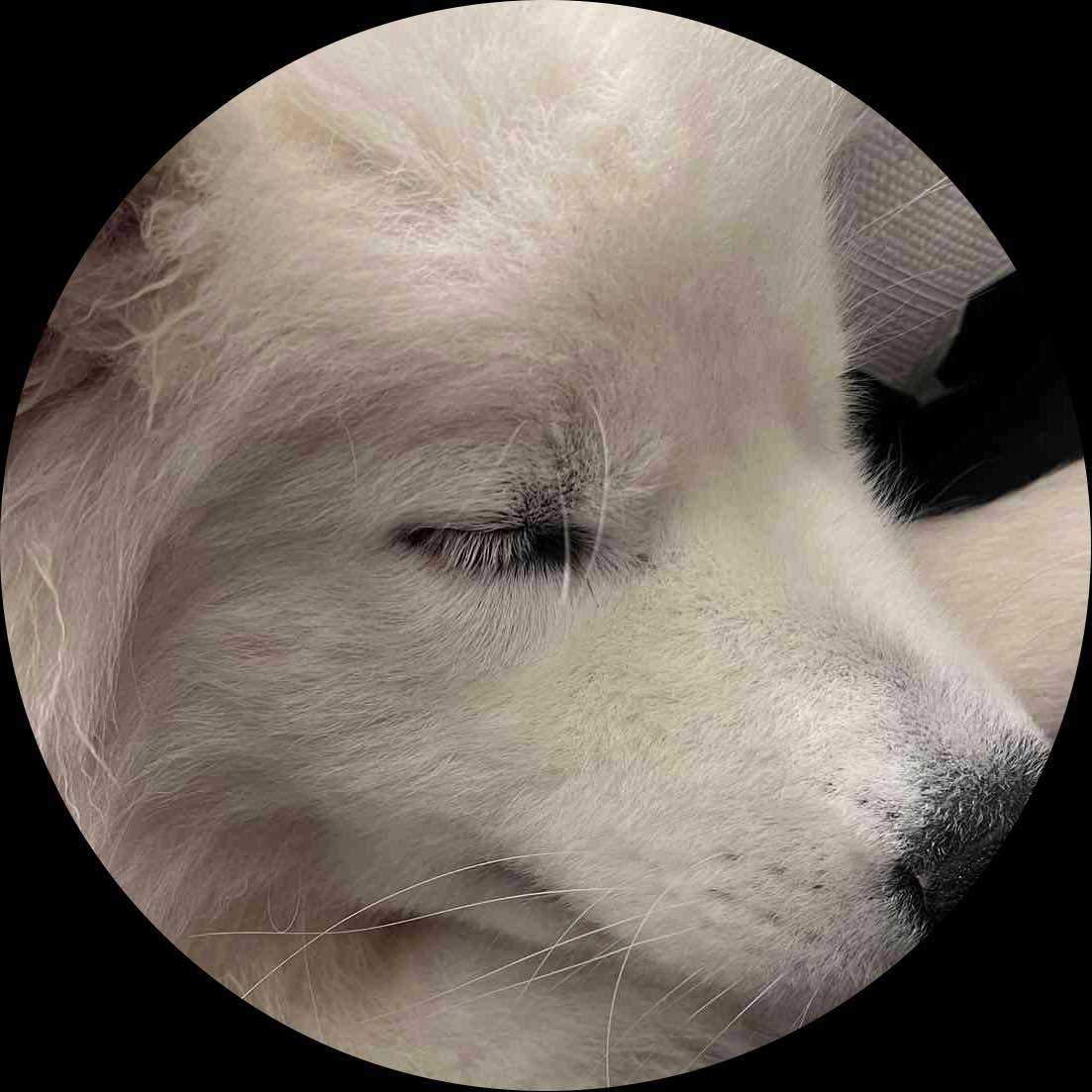 両面の場合は写真は2枚までですか？