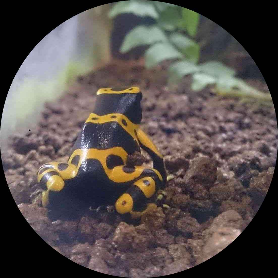 まし**