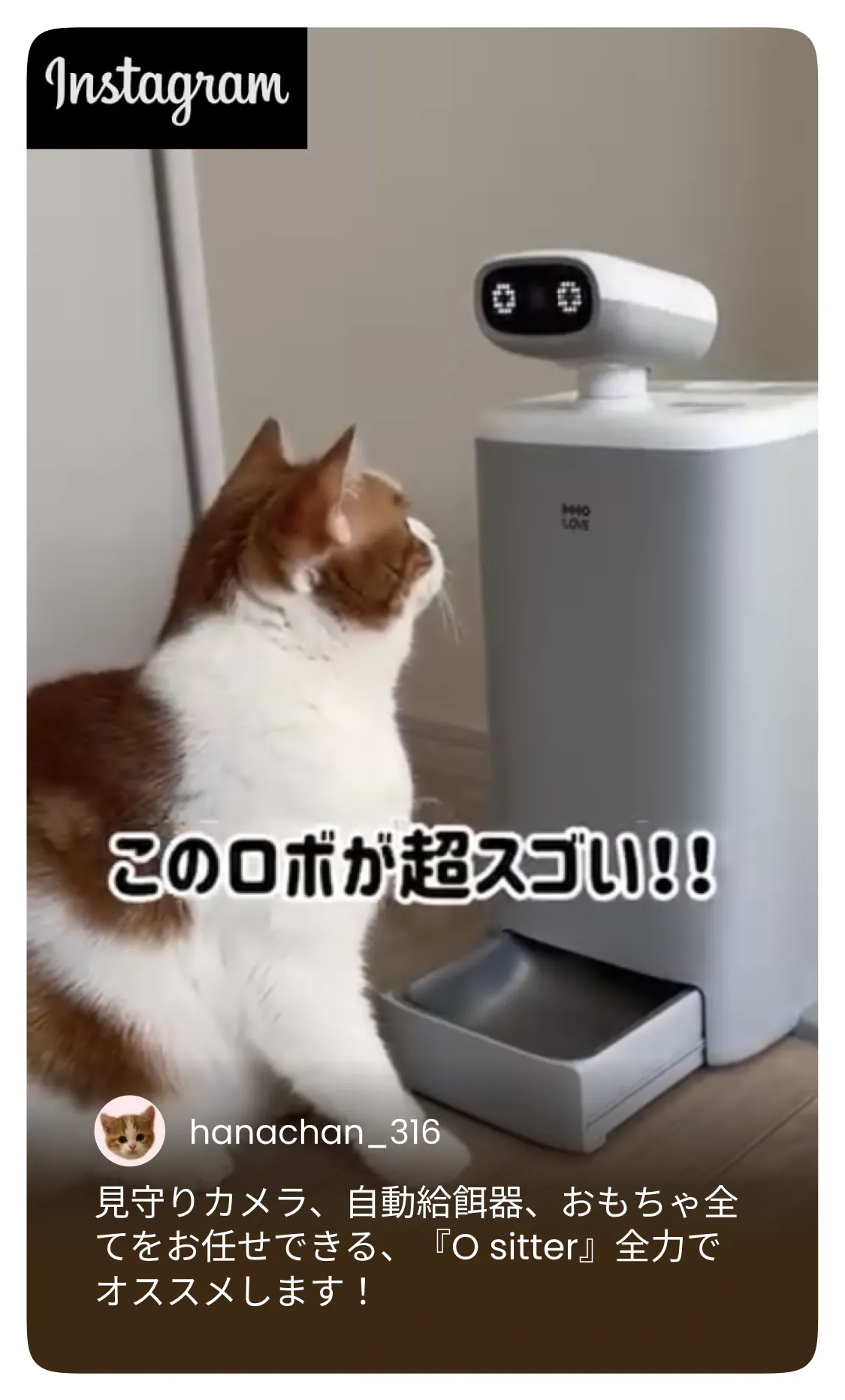 HHOLOVE公式｜自動猫トイレ・カメラ付き給餌器・AIペット家電通販