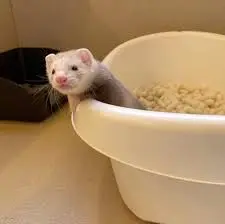 小動物グッズのイメージ