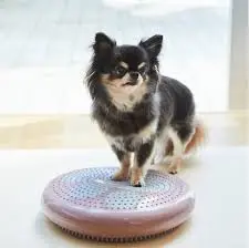 ペット用運動グッズ