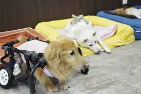 高齢ペット介護用品