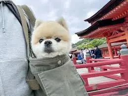 ペットと旅行する飼い主