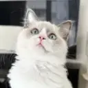ema__ragdoll