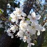 美桜*