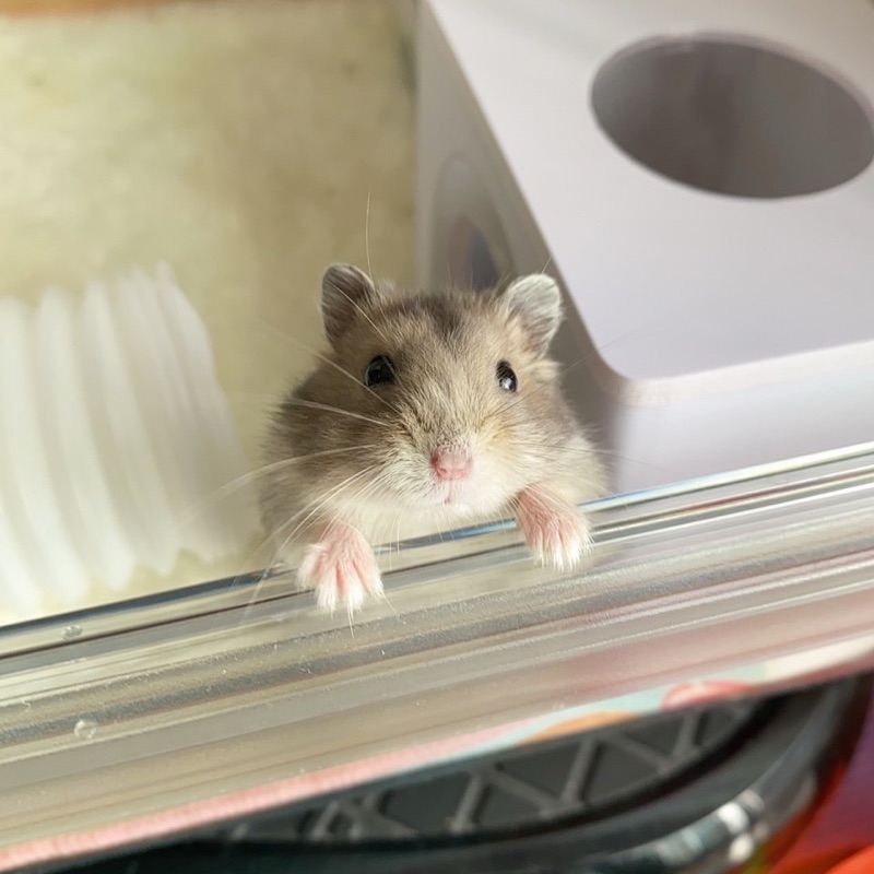 この動画と同じぐらいの大きさでしょうか
