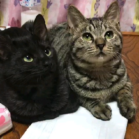 ゆ*