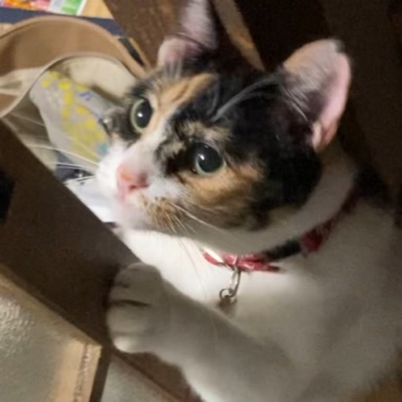 ゆ*