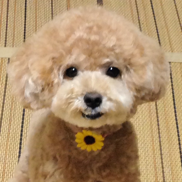 しゅ**