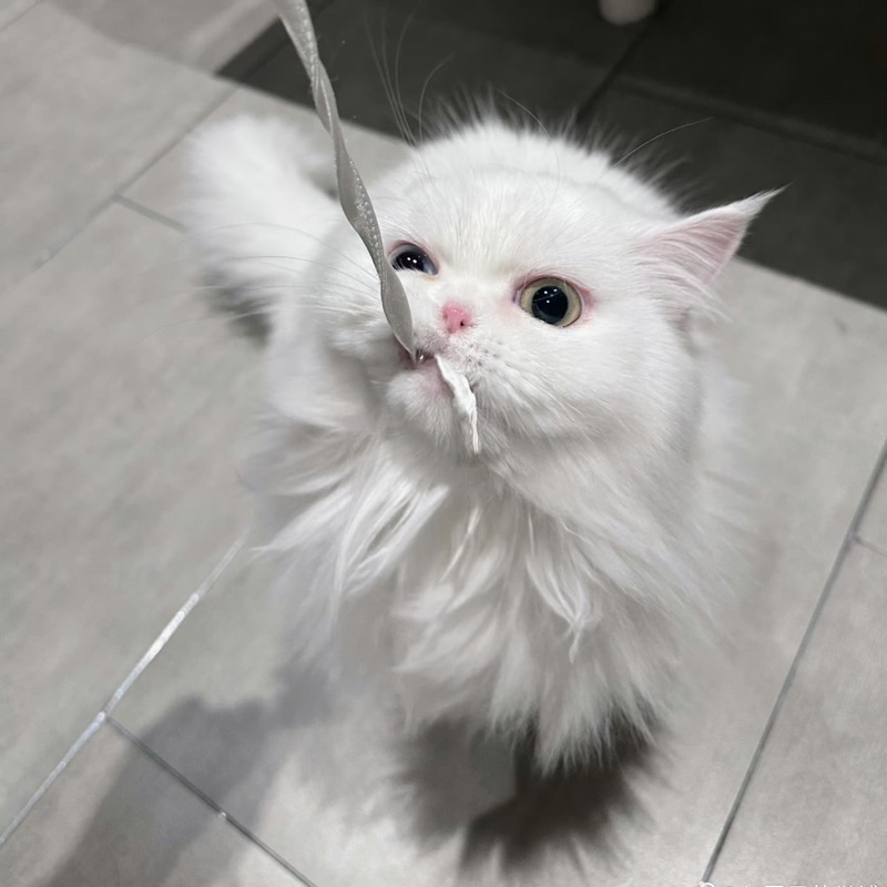 あお*