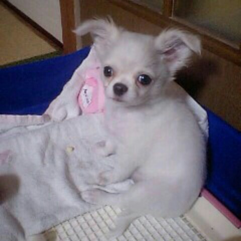 りょ*