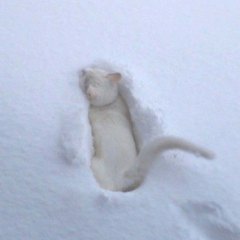 ゆう*