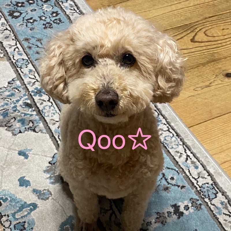 iPhone16plusは
対応してますか?