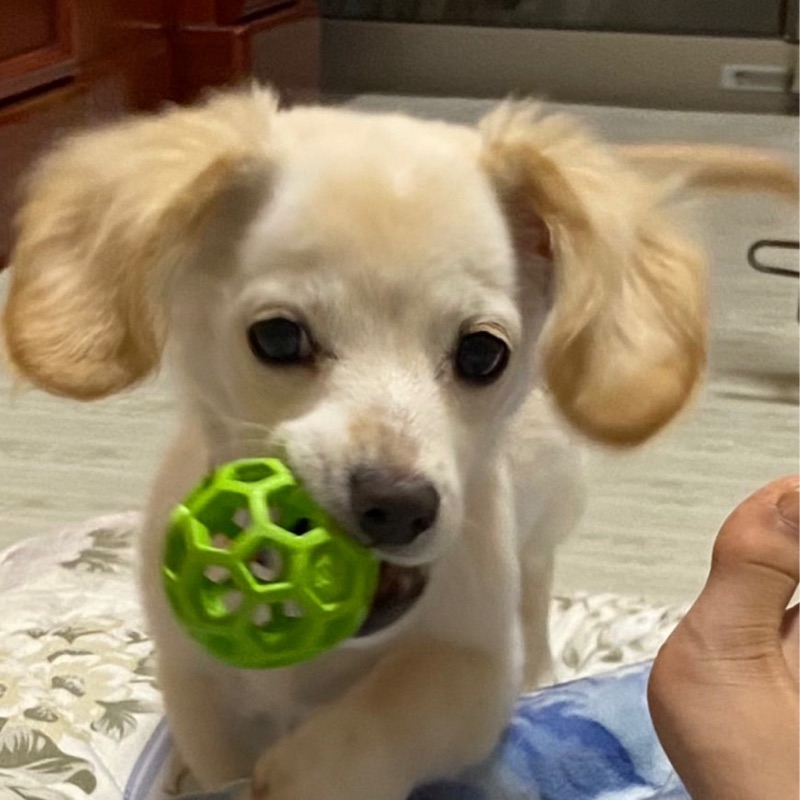🐾********