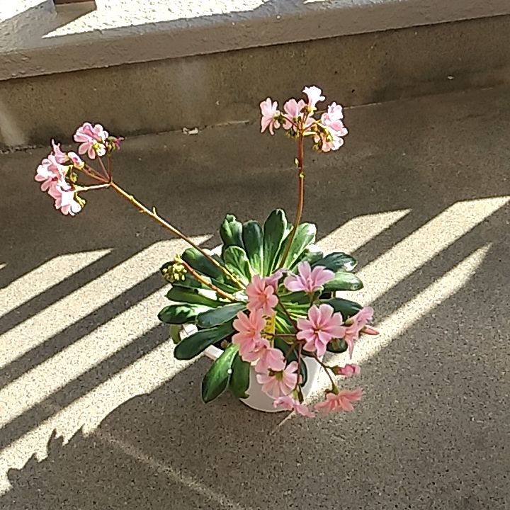 写真は入りますか？