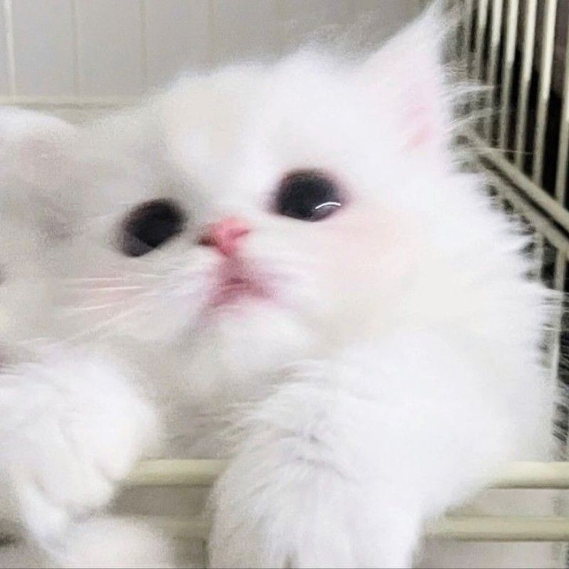 ʀᴇ*