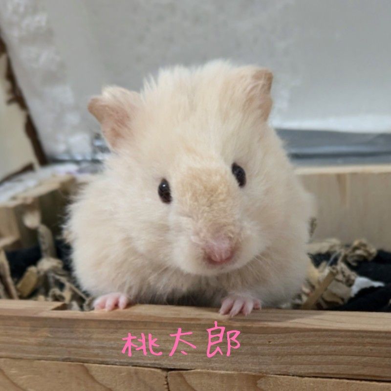 まな*