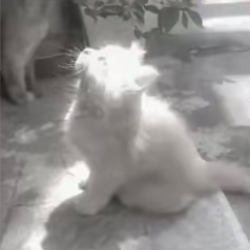 まお**
