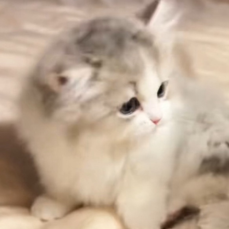 せ