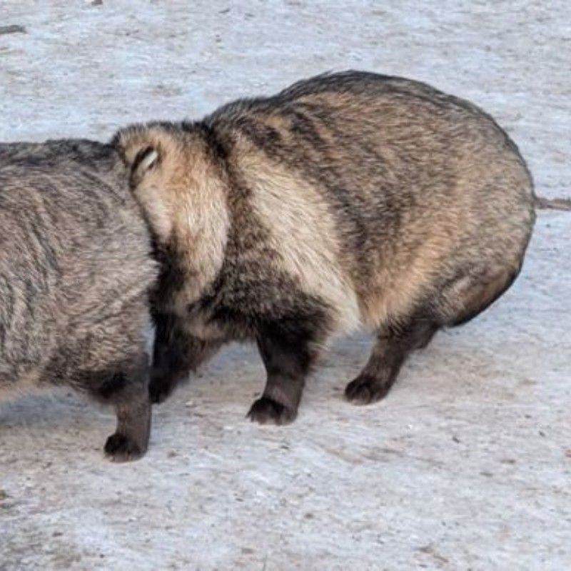 GALAXYS25用をご購入させていただいたのですが、1.7mmのアクリルを入れてもシャカシャカできませんでした。もし解決方法などがあれば教えていただけますと幸いです。