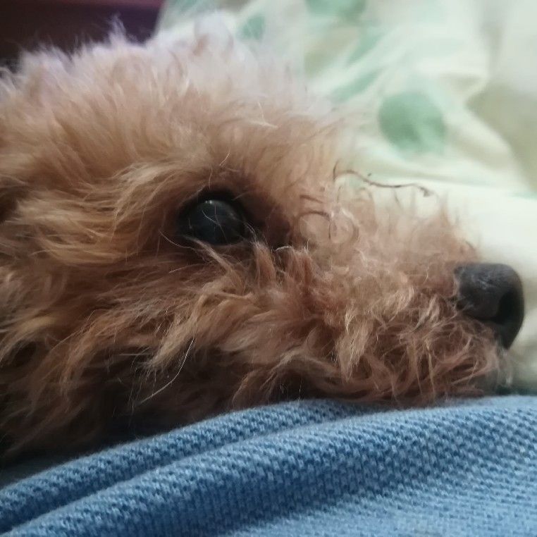 作ってる時は画質大丈夫なんですけど、プレビューで写真確認する時にぼやけてて、これって作られた時ぼやけますか?